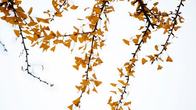 Antico albero di ginkgo nella città antica di Qibao, Shanghai