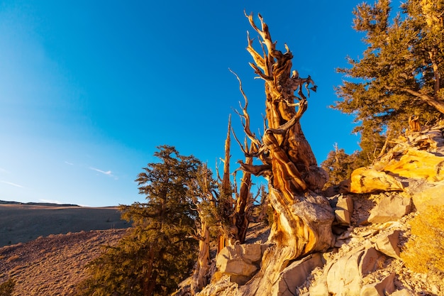 Antico Bristlecone Pine Tree che mostra le caratteristiche contorte e nodose.California, Stati Uniti d'America.