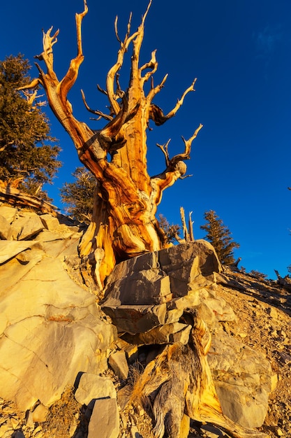 Antico Bristlecone Pine Tree che mostra le caratteristiche contorte e nodose.California, Stati Uniti d'America.