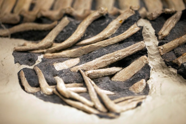 Antico dinosauro preistorico scheletro fossile paleontologia concetto di scienza