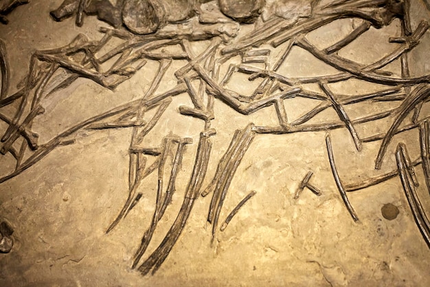 Antico dinosauro preistorico scheletro fossile paleontologia concetto di scienza