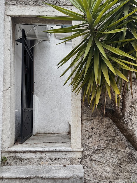 Antico edificio con portico e palma tropicale