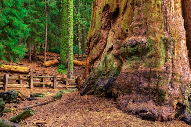 Antico Generale Sherman Tree nel Parco Nazionale di Sequoia