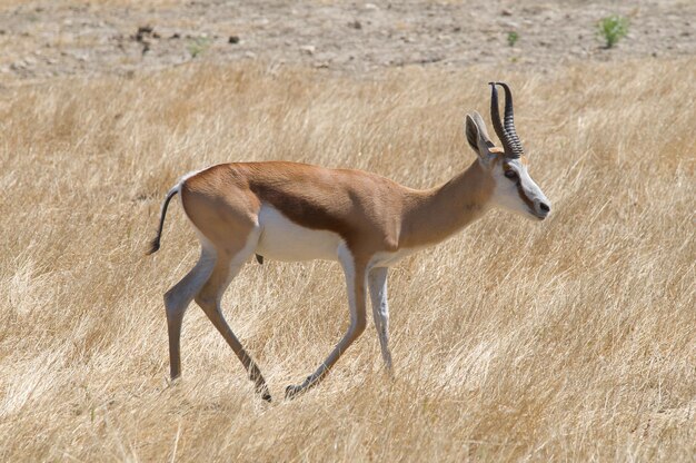 Antidorcas marsupialis