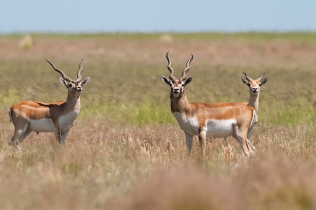 Antilope Blackbuck nella pianura della Pampa ambiente provincia della Pampa Argentina