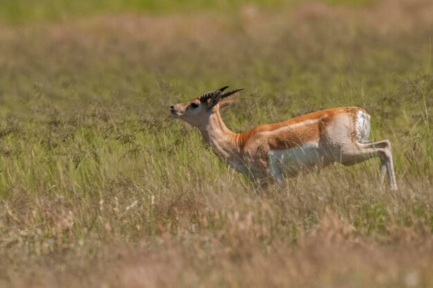 Antilope Blackbuck nella pianura della Pampa ambiente provincia della Pampa Argentina