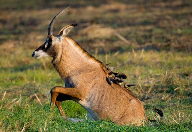 Antilope che corre sull'acqua, circondata da schizzi