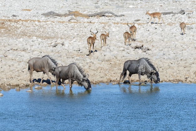 Antilope di gnu selvaggia dentro nel parco nazionale africano