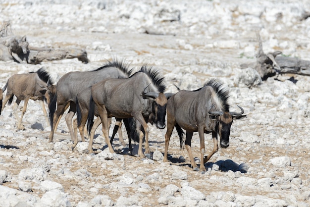 Antilope di gnu selvaggia dentro nel parco nazionale africano