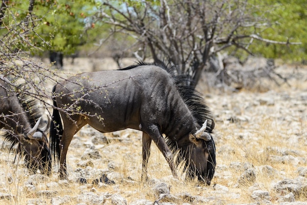Antilope di gnu selvaggia dentro nel parco nazionale africano