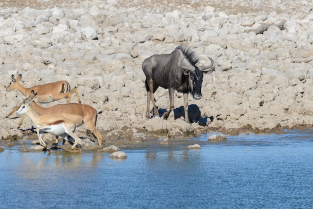 Antilope di gnu selvaggia dentro nel parco nazionale africano