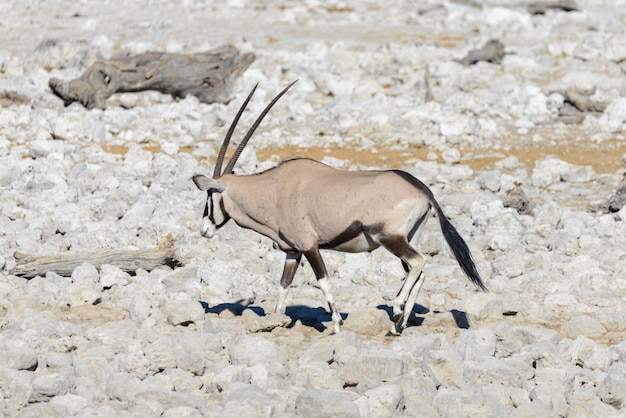 Antilope di orice selvaggia nella savana africana