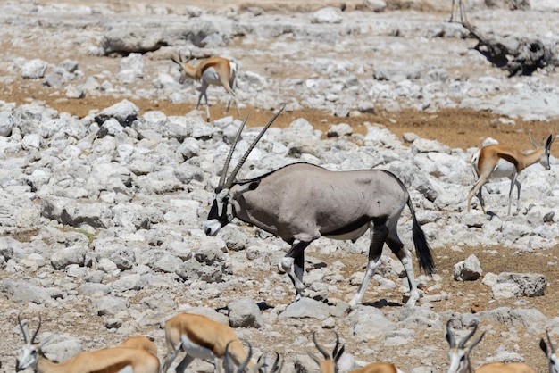 Antilope di orice selvaggia nella savana africana