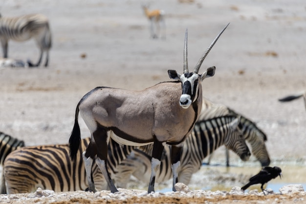 Antilope di orice selvaggia nella savana africana