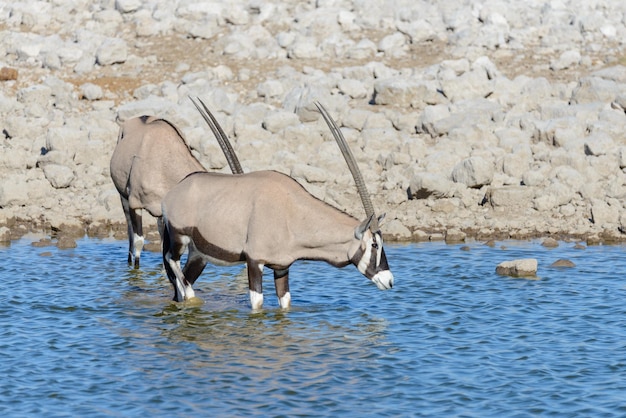 Antilope di orice selvatica nella savana africana