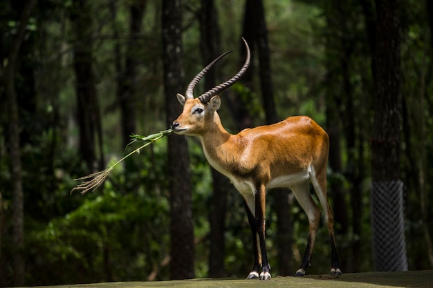 Antilope gazzella che mangia erba