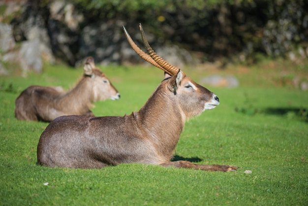 Antilope in piedi sull&#39;erba