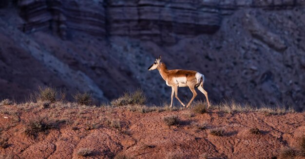 Antilope nel deserto durante l'alba del mattino