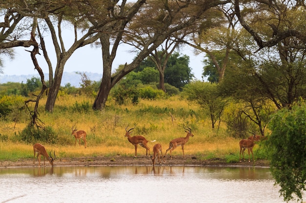 Antilope presso il luogo di abbeveraggio. Piccolo stagno nella savana. Tanzania, Africa