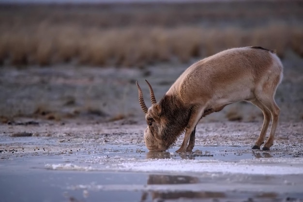 Antilope saiga o saiga tatarica beve nella steppa vicino alla pozza d'acqua in inverno