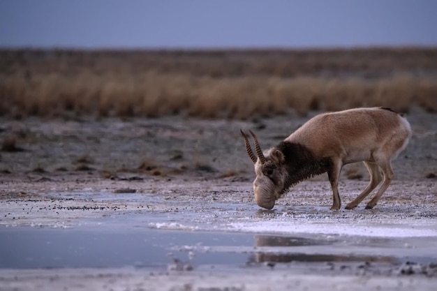 Antilope saiga o saiga tatarica beve nella steppa vicino alla pozza d'acqua in inverno