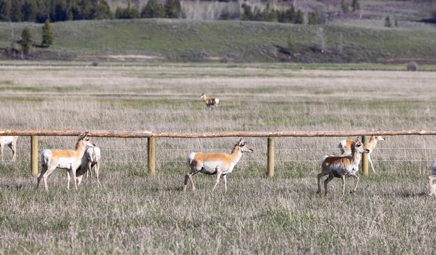 Antilope su un campo di erba verde durante la giornata di sole