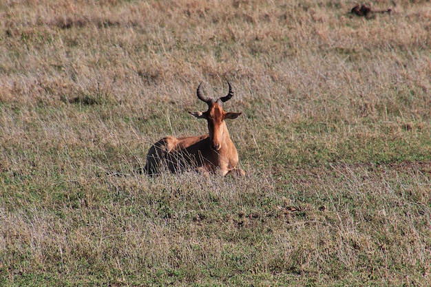 Antilope sul safari in Kenia e Tanzania, Africa