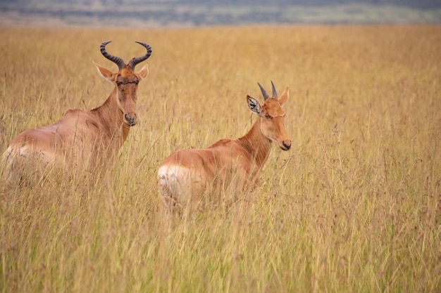 Antilope Topi al Parco Nazionale Tanzania del Masai Mara
