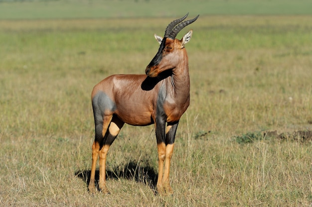 Antilope Topi (Damaliscus lunatus) nella Riserva Masai Mara del Kenya