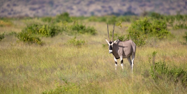 Antilopi autoctone nella grasland della savana keniota