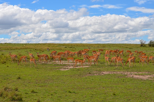 Antilopi Impala nella savana Masai Mara Kenya Africa