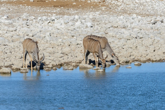 Antilopi selvagge di kudu nella savana africana