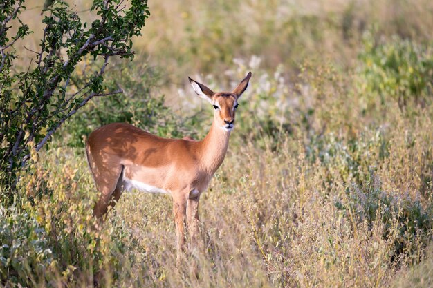 Antilopi someative nelle praterie della savana