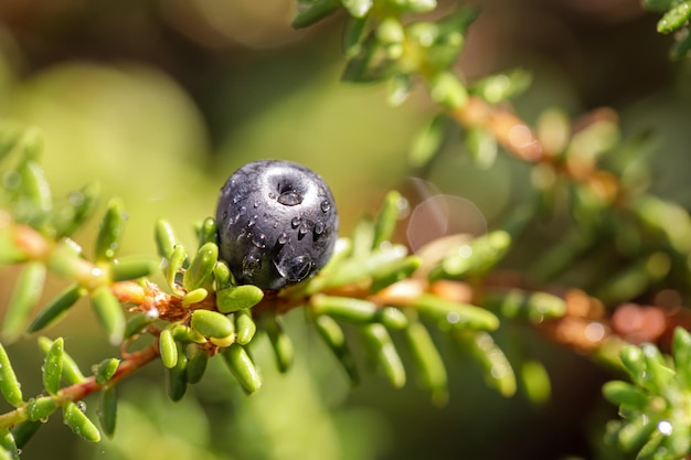 Antiossidanti di mirtillo su uno sfondo di natura norvegese.