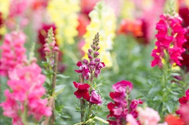 Antirrhinum majus in giardino