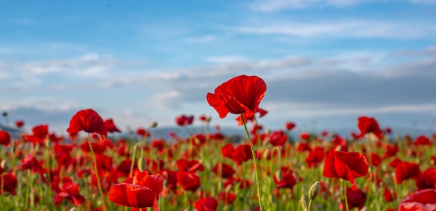 Anzac dat giorno della memoria prato estivo con fiori fiori di papavero rosso poster banner intestazione per sito web