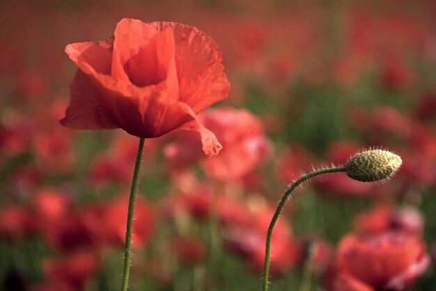 Anzac day Fiori di primavera sul campo di papaveri in fiore Ricordando