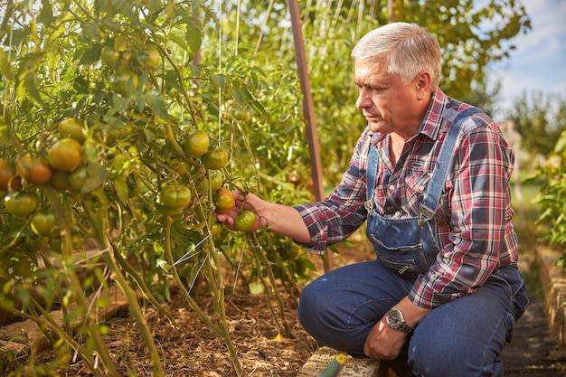 Anziano che guarda una pianta di pomodoro su un letto di pomodoro nel suo giardino