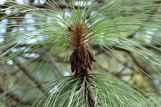 Apache Pine Tree, un genere di conifere e arbusti della famiglia dei pini Pinaceae.