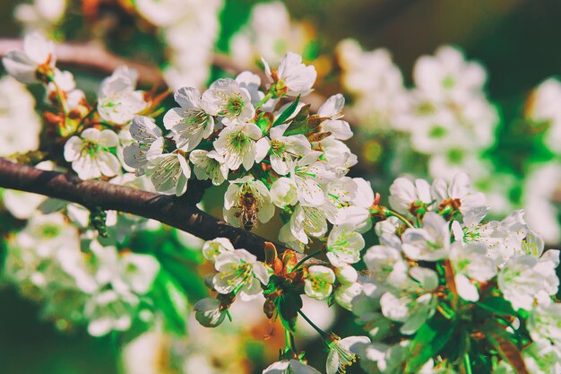 Ape a Sakura o fiori bianchi di ciliegio sbocciano in primavera su sfondo naturale, Vilnius