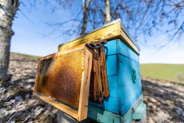 ape alveare apicoltore miele natura animale foresta campo sfondo primavera.