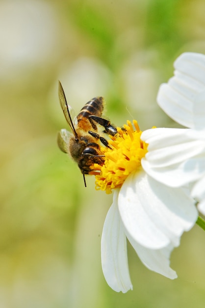 Ape appassionato di miele con fiori bianchi