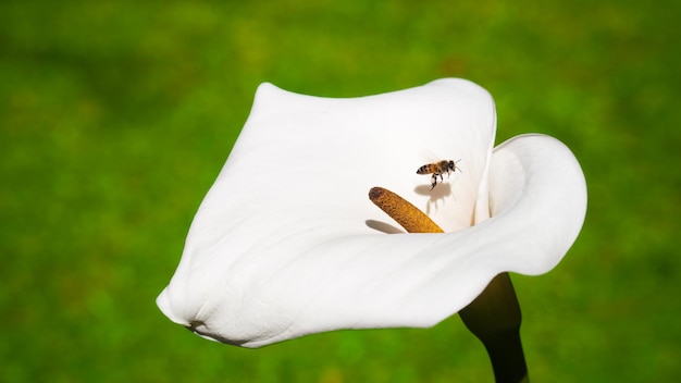 Ape appollaiata su un bicchiere di fiore di latte.