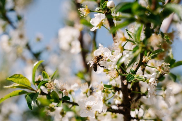 Ape appollaiata su un fiore