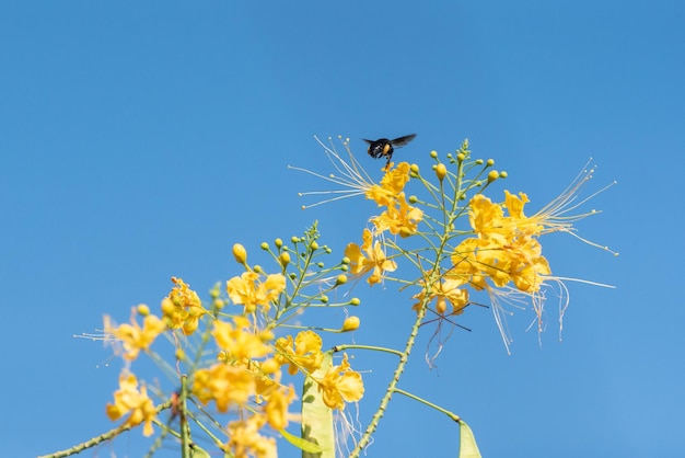 Ape bella ape mamangava che impollina i bei fiori gialli in estate nel fuoco selettivo della luce naturale del Brasile