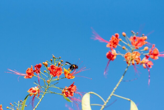 Ape bella ape mamangava che impollina i bei fiori in estate nel fuoco selettivo della luce naturale del Brasile