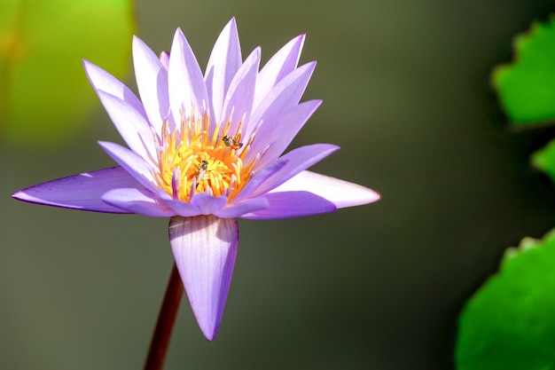 Ape brulicante sul fiore di loto, bellissimo fiore di loto viola con foglia verde in stagno