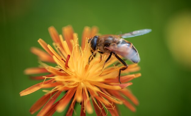 Ape che impollina e raccoglie il nettare dal fiore della pianta