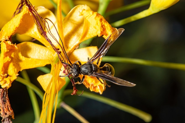 Ape che impollina un piccolo fiore giallo visto attraverso un obiettivo macro, messa a fuoco selettiva.