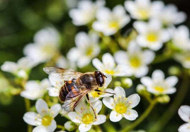 Ape che lavora su piccoli fiori bianchi in giardino